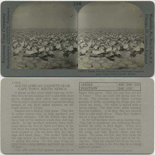 Countless South African Gannets