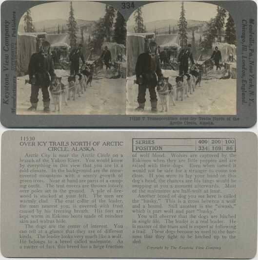 Dog Sled Team in Arctic Camp