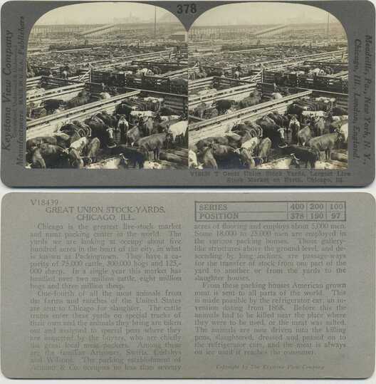 Cattle in Stockyards
