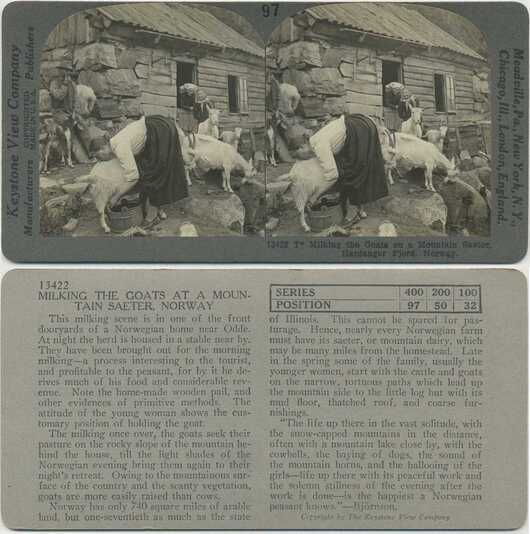 Milking Goats Mountain Saeter