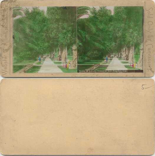 Tree-lined street with pedestrians