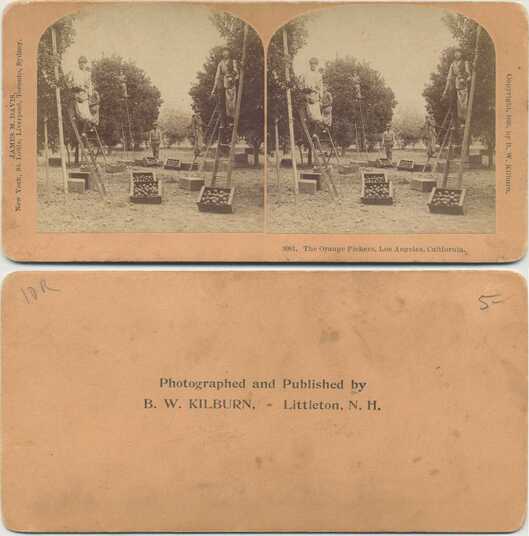 The Orange Pickers