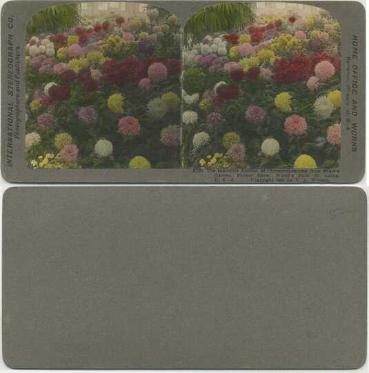 Chrysanthemum Flower Exhibit