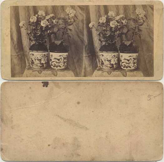 Flowering Plants in Decorative Pots