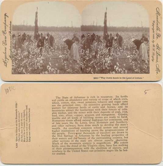 Workers Picking Cotton in a Field