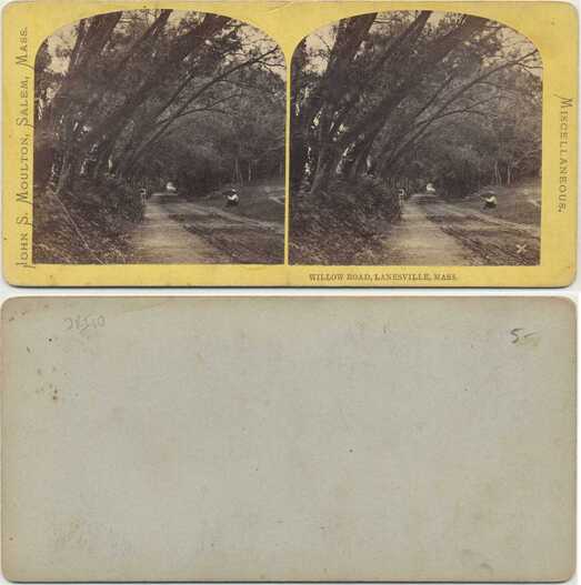 Willow Road through forest