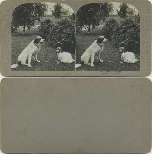 Child and Dog on Grass