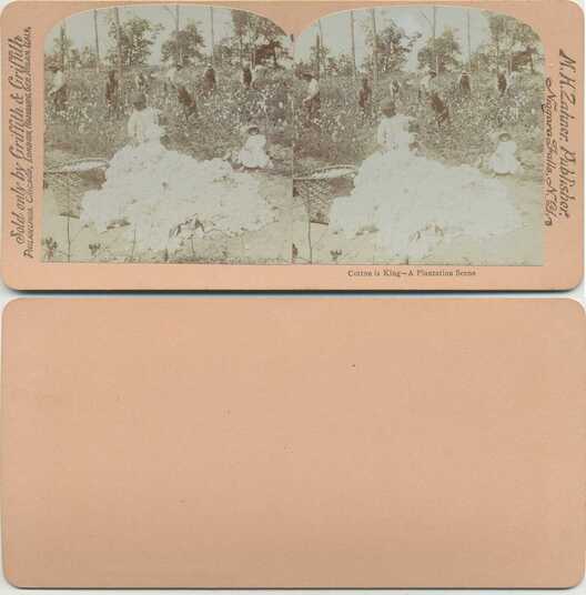 Cotton Picking in a Plantation Field