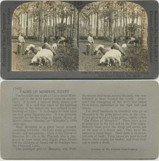 Palms of Memphis with Shepherd and Flock