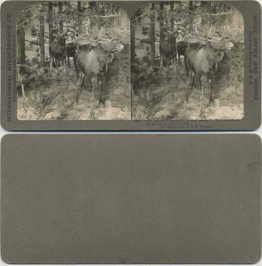 Three Moose in a Forest