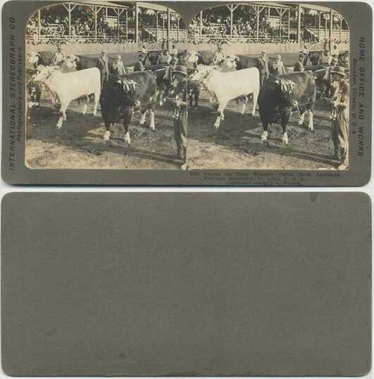 Prize Cattle Show at Exposition