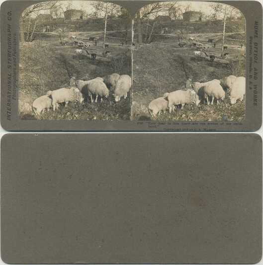 Boy with Sheep and Cattle on Farm