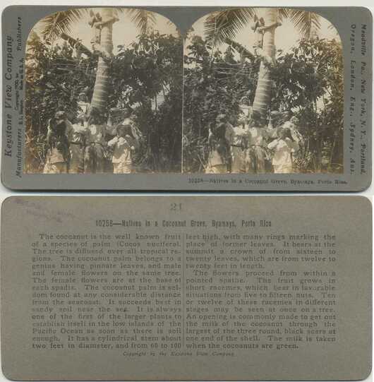 Natives in a Coconut Grove