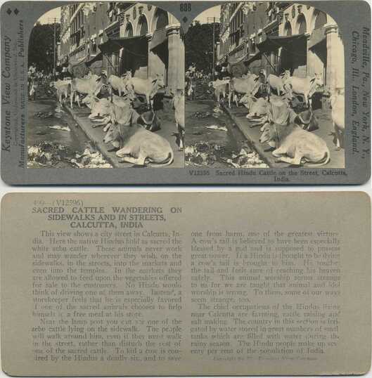 Sacred Cattle on Calcutta Street