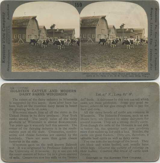 Holstein Cattle & Modern Dairy Barns