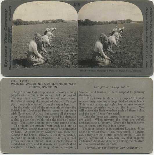 Women Weeding Sugar Beets