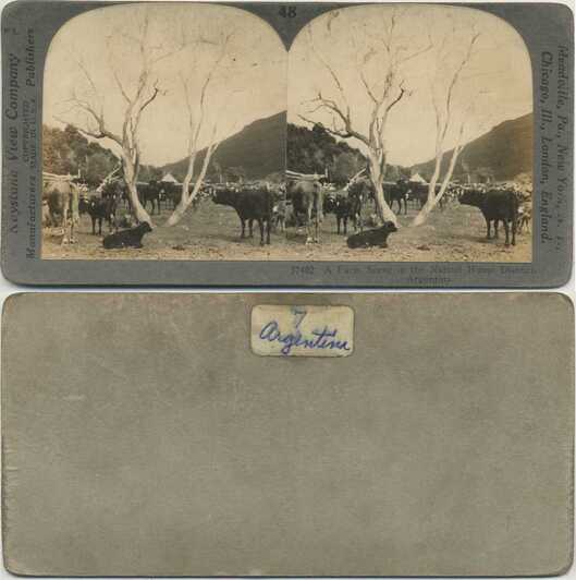 Farm Scene with Cattle