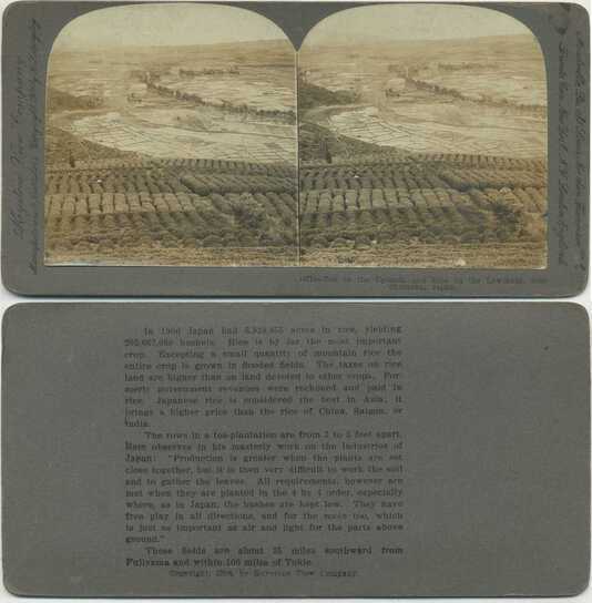Tea & Rice Fields on Uplands & Lowlands