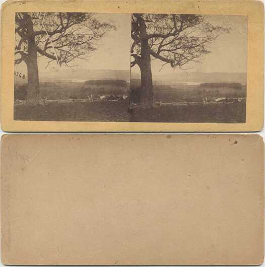 Tree on Hillside, Valley View