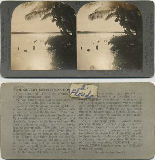 Moonlit Tropical Palms and Water