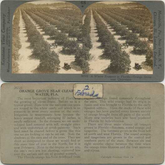 Orange Grove in Winter