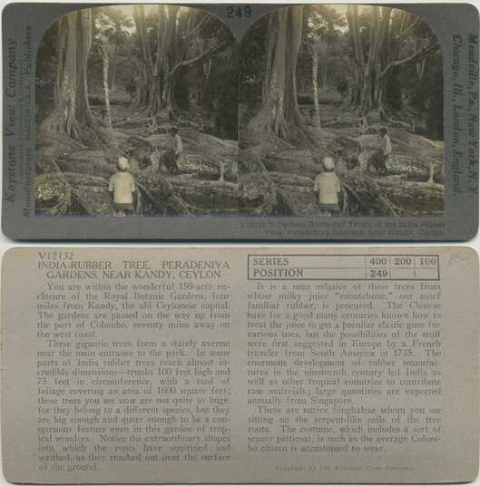 Giant India-Rubber Tree, Peradeniya