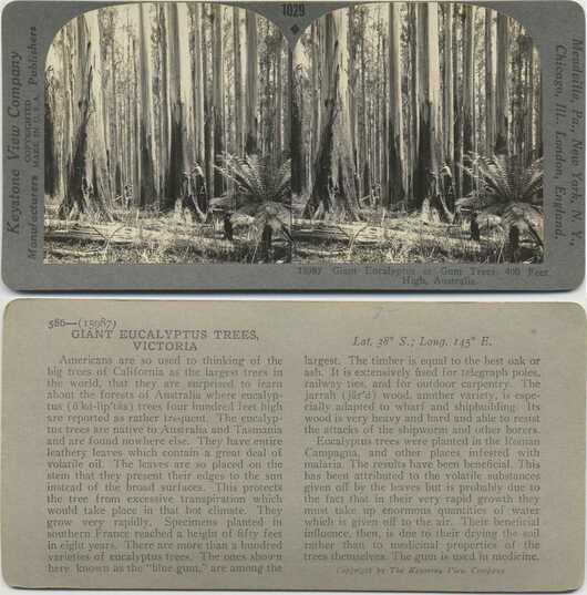 Giant Eucalyptus Forest with Men