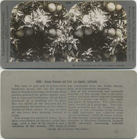 Orange Blossoms and Fruit