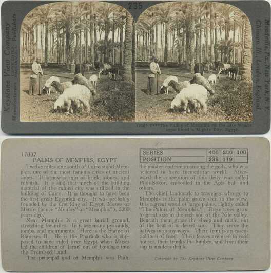 Man and Animals in Palm Grove