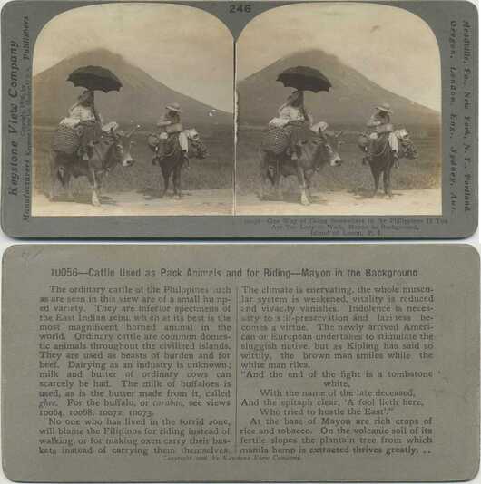 Riding Cattle, Mayon Volcano