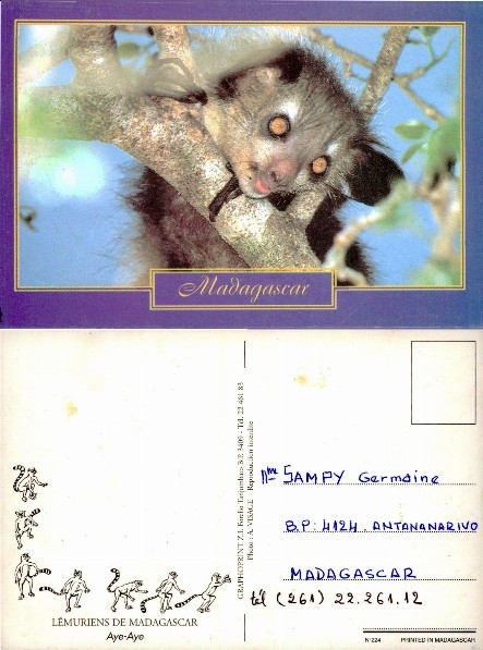 Aye-Aye Lemur on Tree Branch
