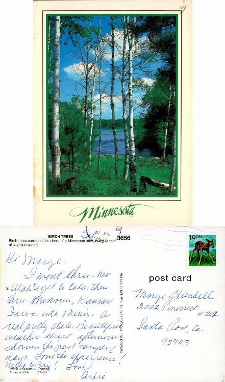 Birch Trees by a Minnesota Lake