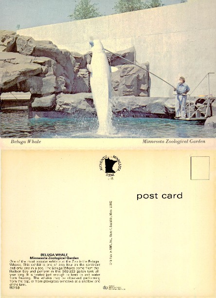 Beluga Whale Performance at Zoo