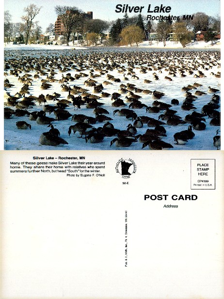 Geese on Frozen Silver Lake in Winter