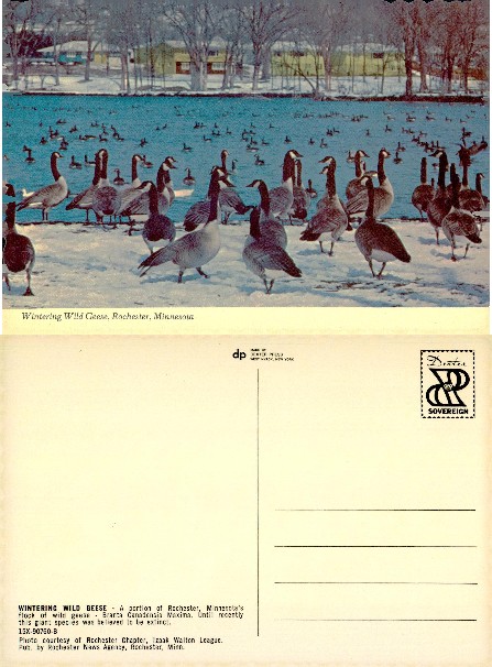 Wintering Wild Geese on Snowy Lake