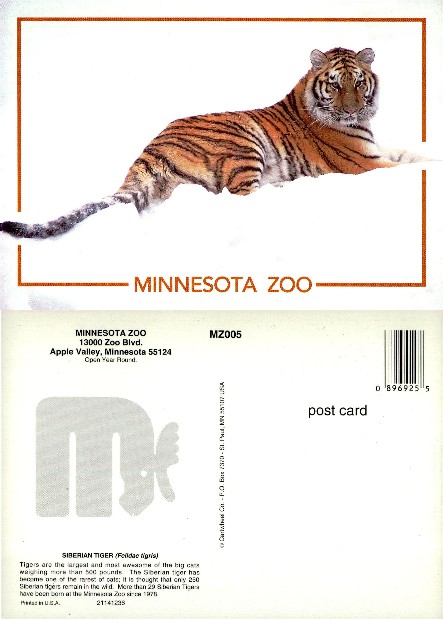 Siberian Tiger at Minnesota Zoo