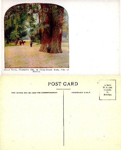 Chapultepec Park Giant Trees