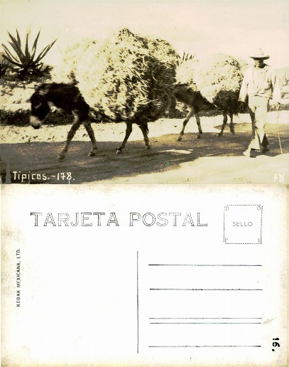Man Leading Donkeys with Hay Loads